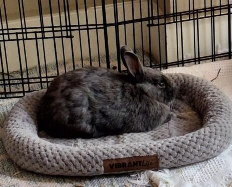 Enlarge Joey, a ADOPTABLE Satin in Omaha, NE image 1/4