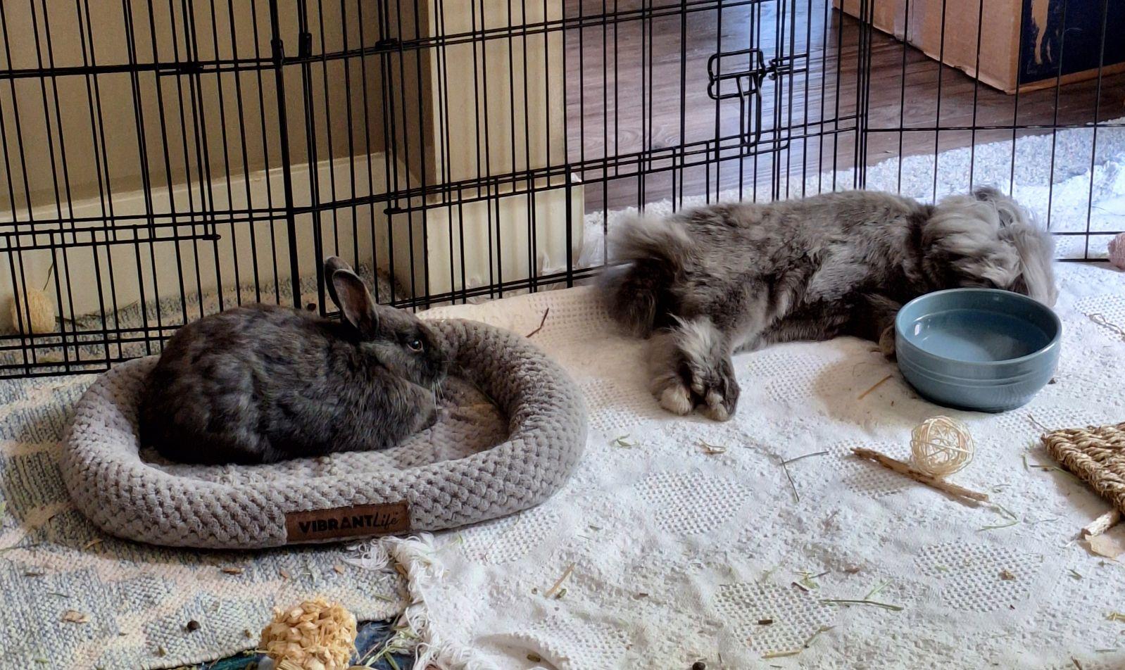 Enlarge Joey, a ADOPTABLE Satin in Omaha, NE image 4/4