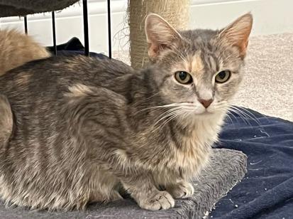 Enlarge Naomi, a ADOPTABLE Domestic Short Hair in Cincinnati, OH image 1/1