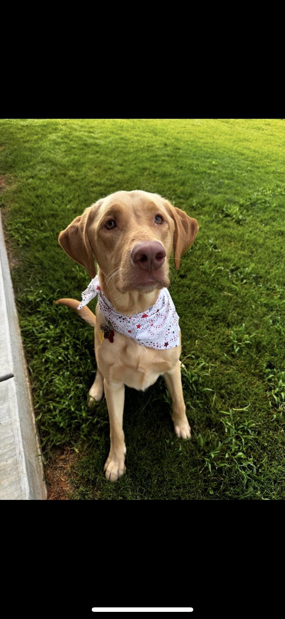 Enlarge Hendrix, an adoptable Labrador Retriever in Garland, TX image 2/3
