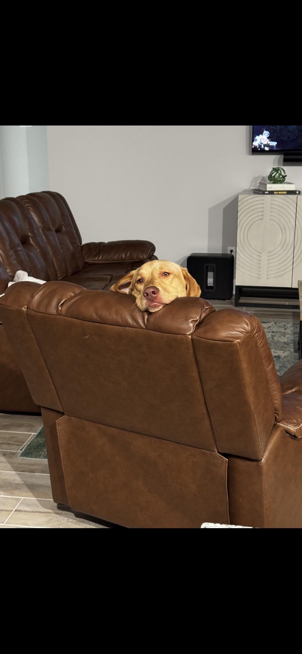 Enlarge Hendrix, an adoptable Labrador Retriever in Garland, TX image 3/3