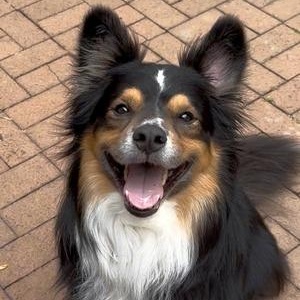 Bennie, ADOPTABLE, Adult Male Australian Shepherd.