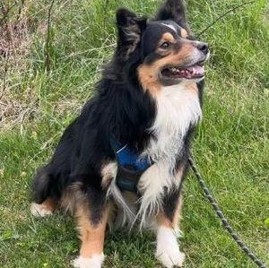 Enlarge Bennie, a ADOPTABLE Australian Shepherd in New Cumberland, PA image 2/2