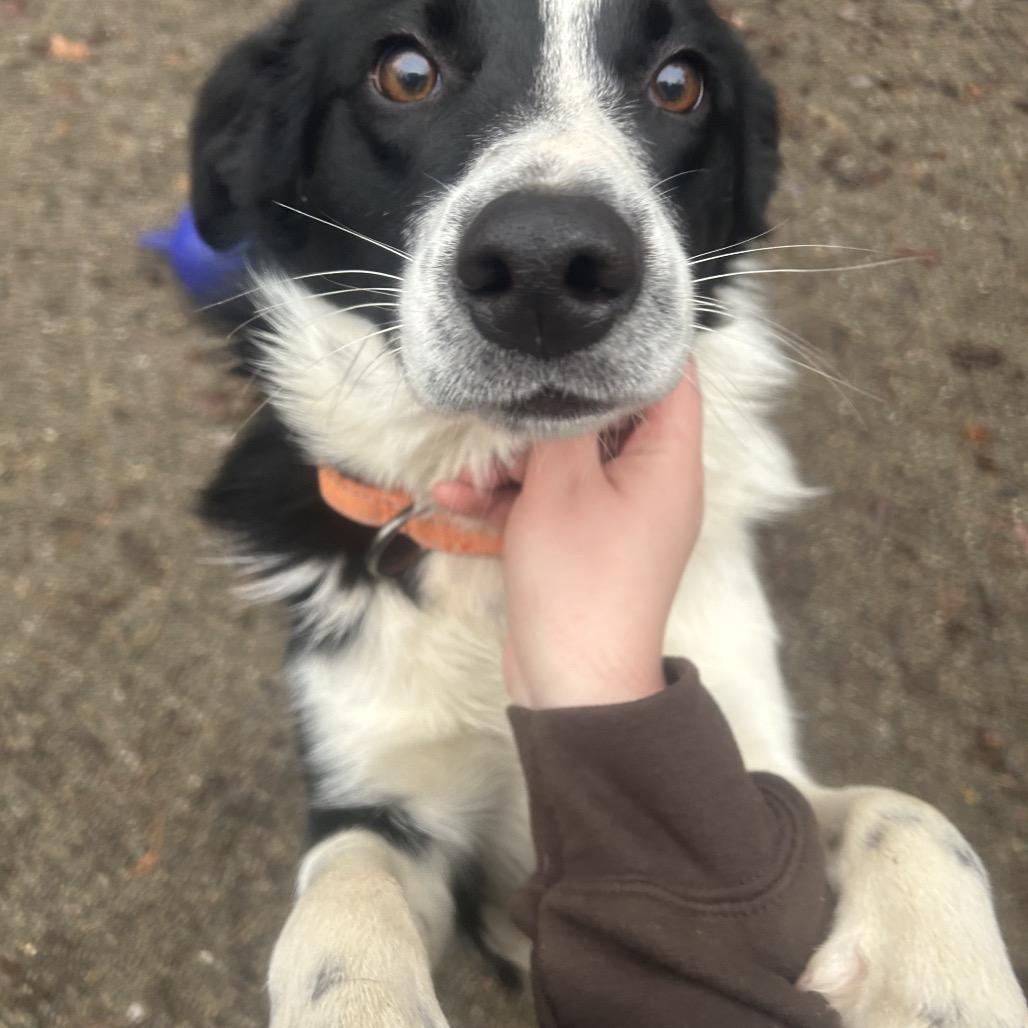 Jimmy, Adoptable, Young Male Border Collie.