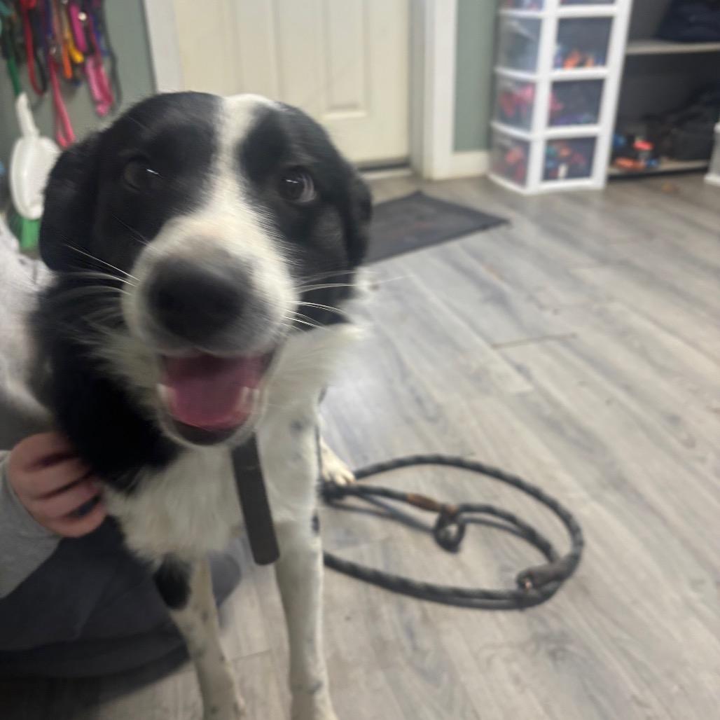 Enlarge Jimmy, a Adoptable Border Collie in Greenville, PA image 2/6