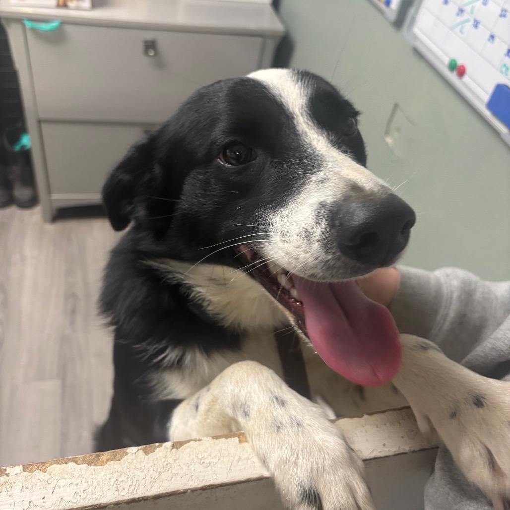 Enlarge Jimmy, a Adoptable Border Collie in Greenville, PA image 3/6