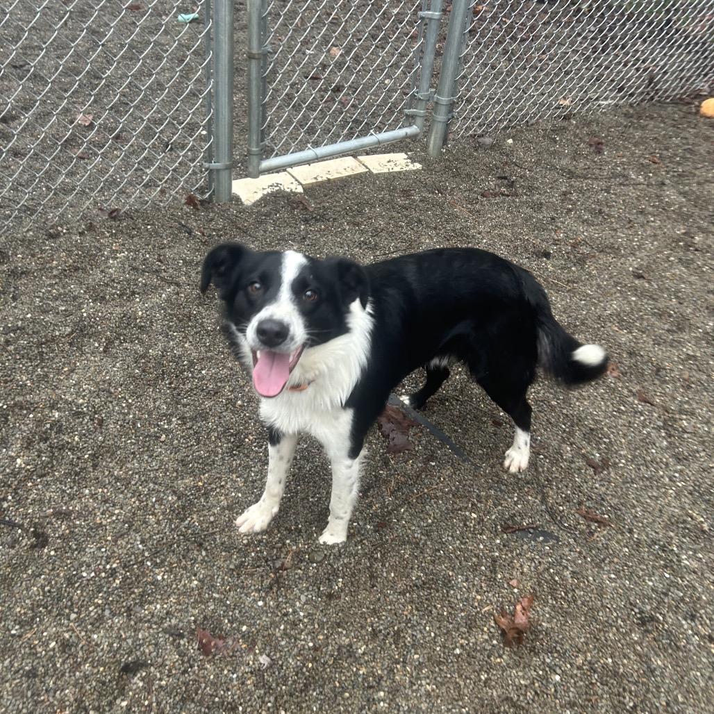 Enlarge Jimmy, a Adoptable Border Collie in Greenville, PA image 4/6