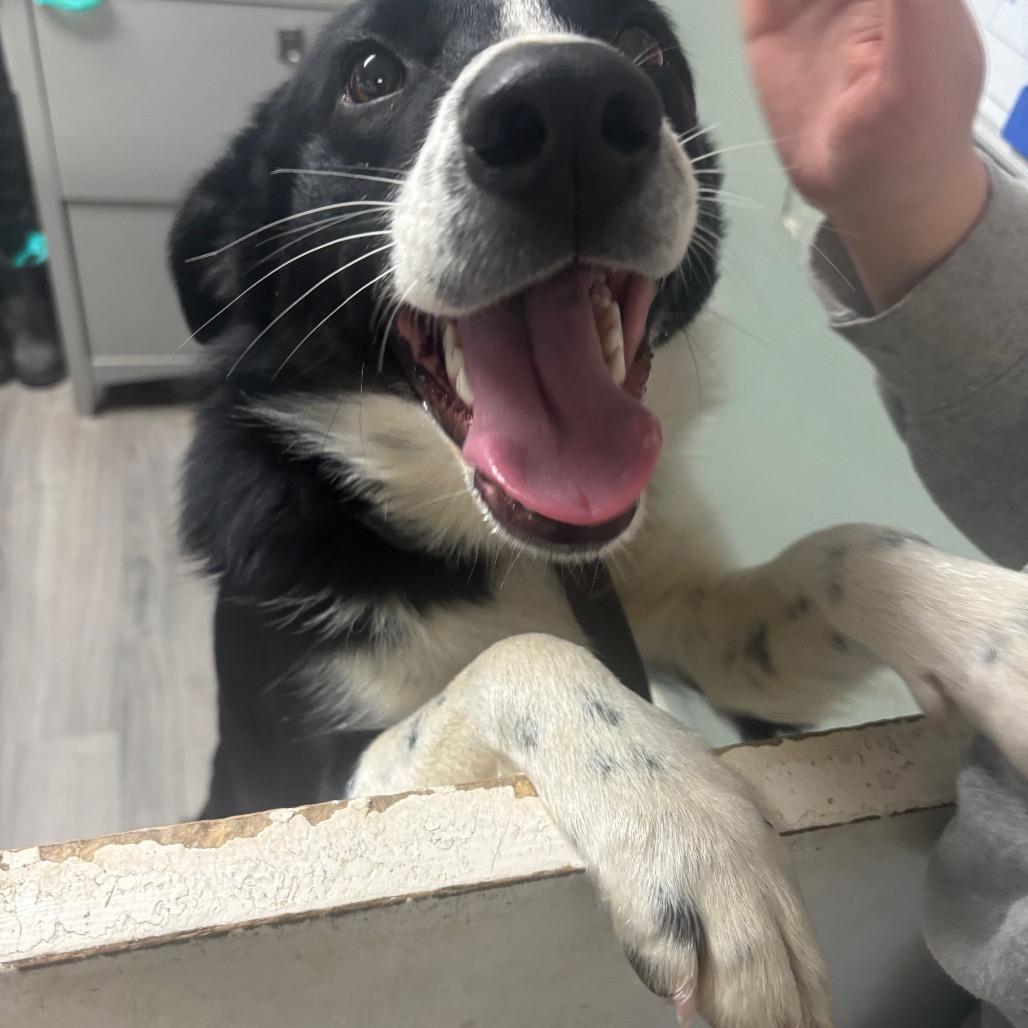 Enlarge Jimmy, a Adoptable Border Collie in Greenville, PA image 5/6