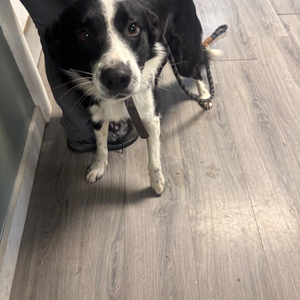 Enlarge Jimmy, a Adoptable Border Collie in Greenville, PA image 6/6