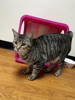 Enlarge Chiffon 45049, an adopted Domestic Short Hair in Oklahoma City, OK image 1/1