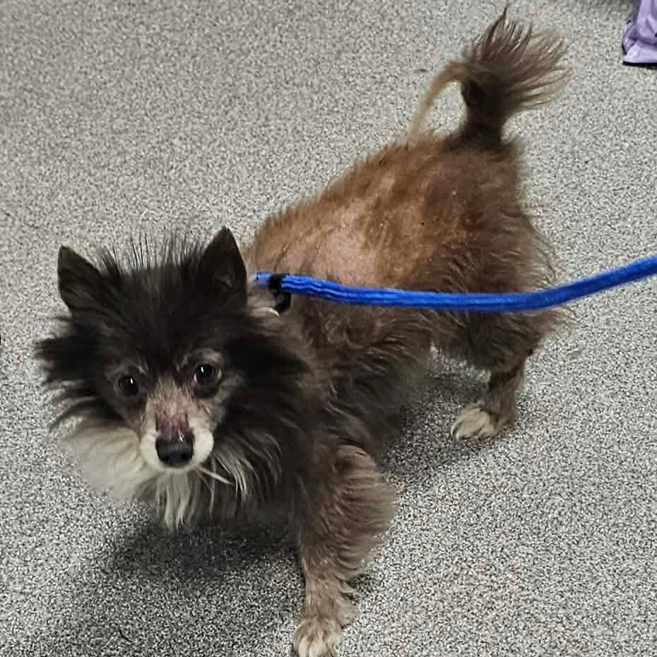 Enlarge Lil Bow Wow, a ADOPTABLE Pomeranian in Minooka, IL image 4/5