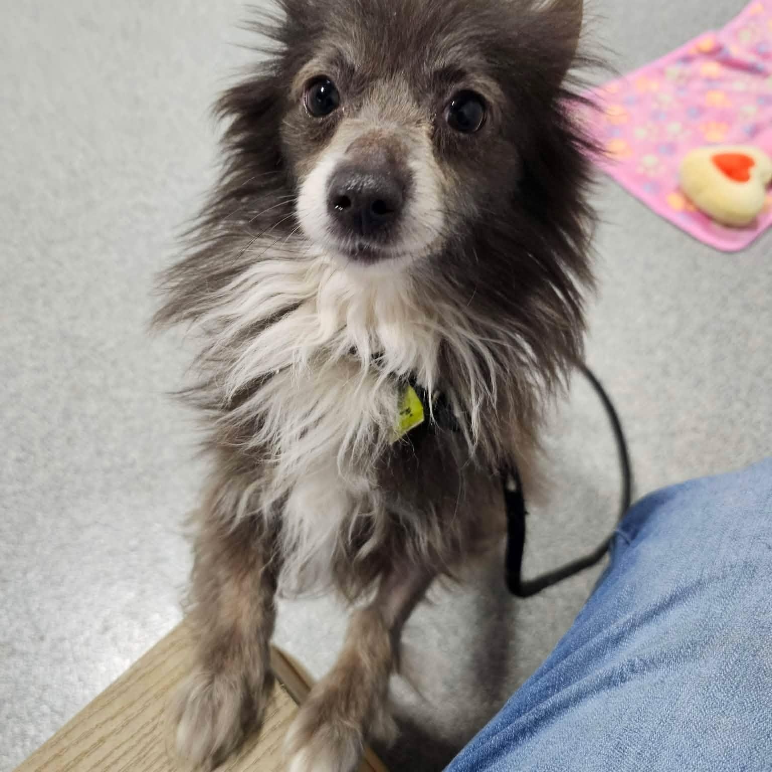 Lil Bow Wow, ADOPTABLE, Adult Male Pomeranian.