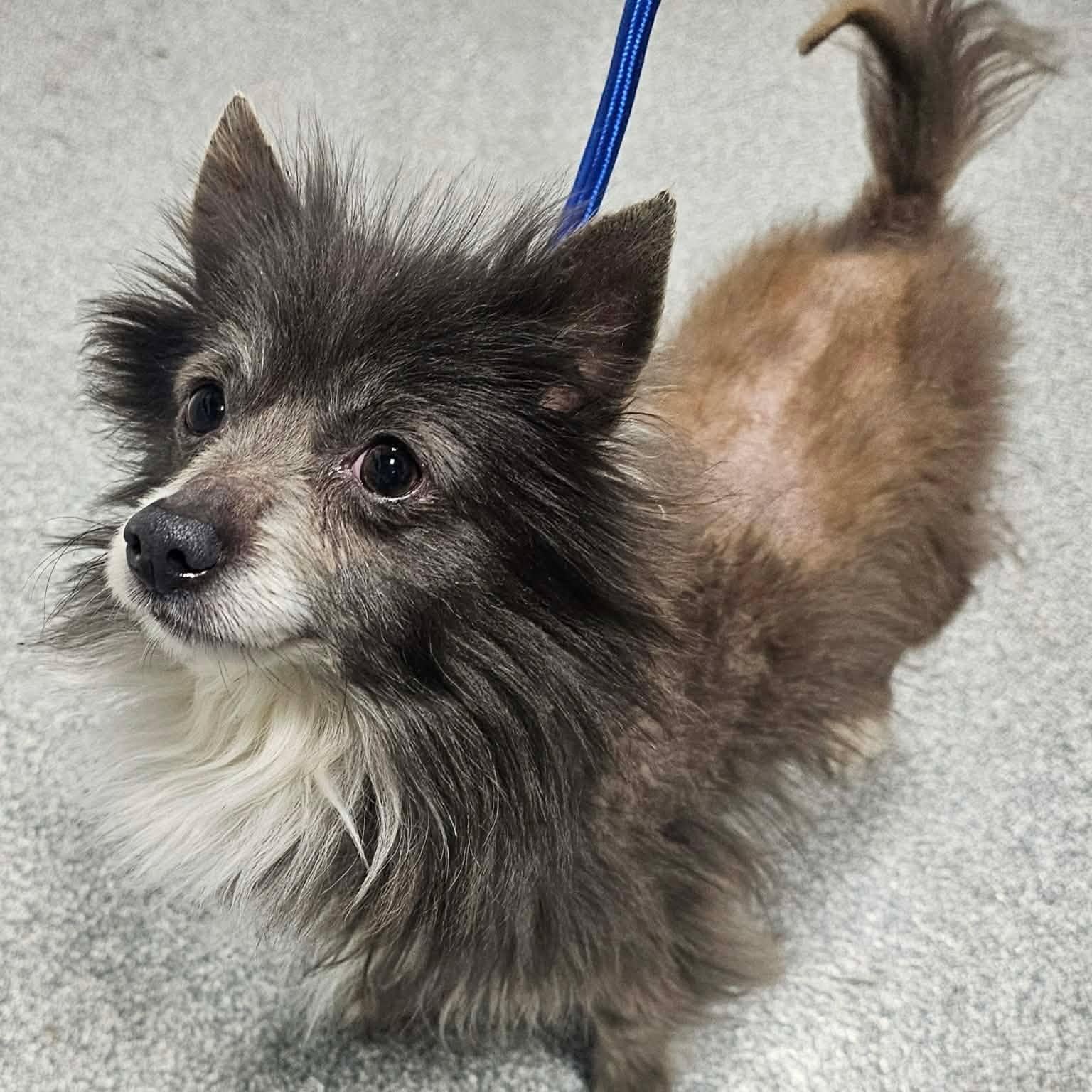 Enlarge Lil Bow Wow, a ADOPTABLE Pomeranian in Minooka, IL image 3/5