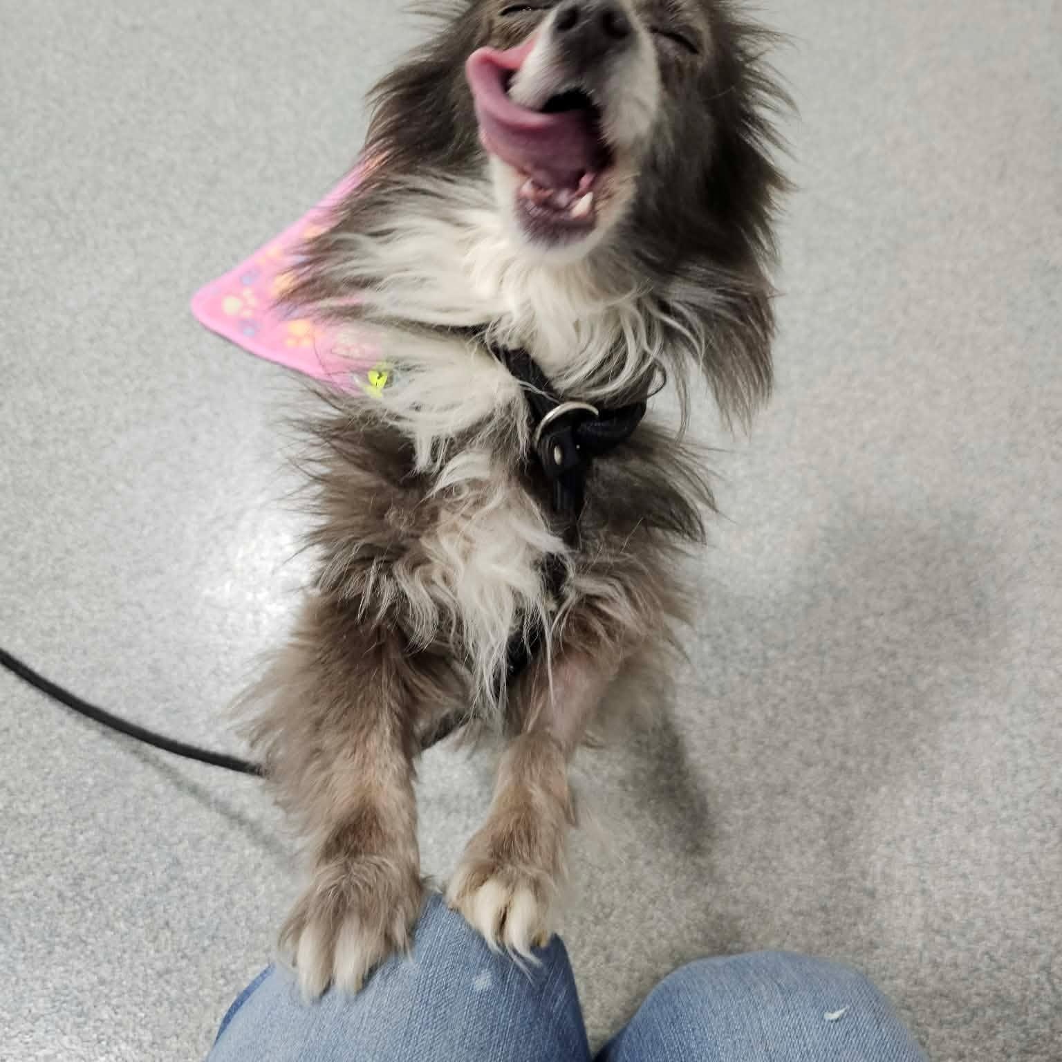 Enlarge Lil Bow Wow, a ADOPTABLE Pomeranian in Minooka, IL image 5/5