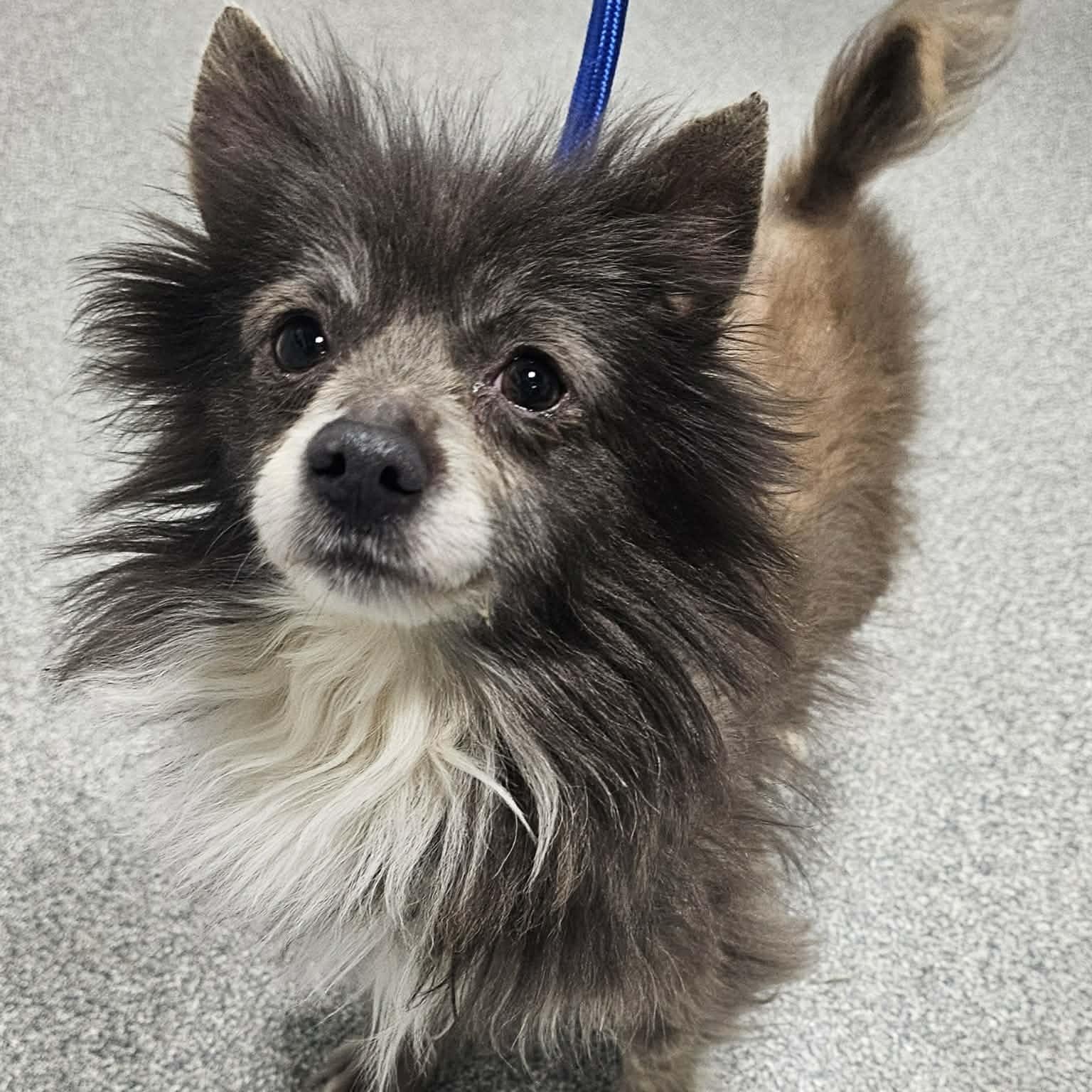 Enlarge Lil Bow Wow, a ADOPTABLE Pomeranian in Minooka, IL image 2/5