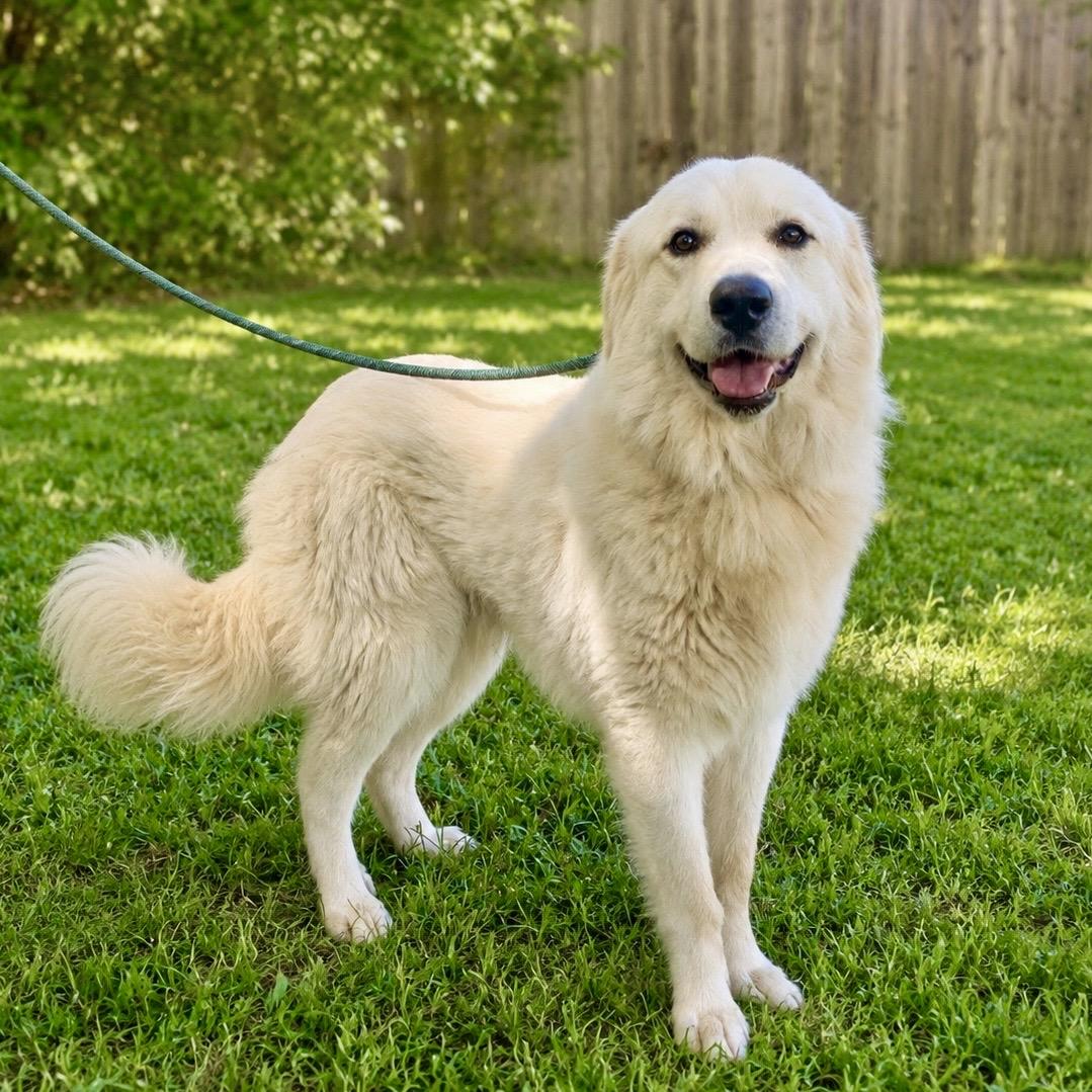 Kowalski, an adopted mixed breed in Mendham, NJ image 1/2
