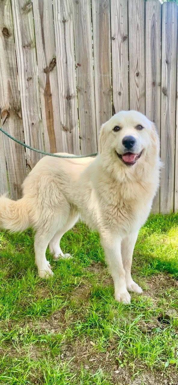 Kowalski, an adopted mixed breed in Mendham, NJ image 2/2