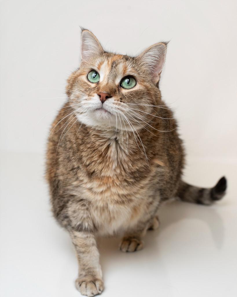 Sybil, a Adoptable mixed breed in Boone, IA image 2/2