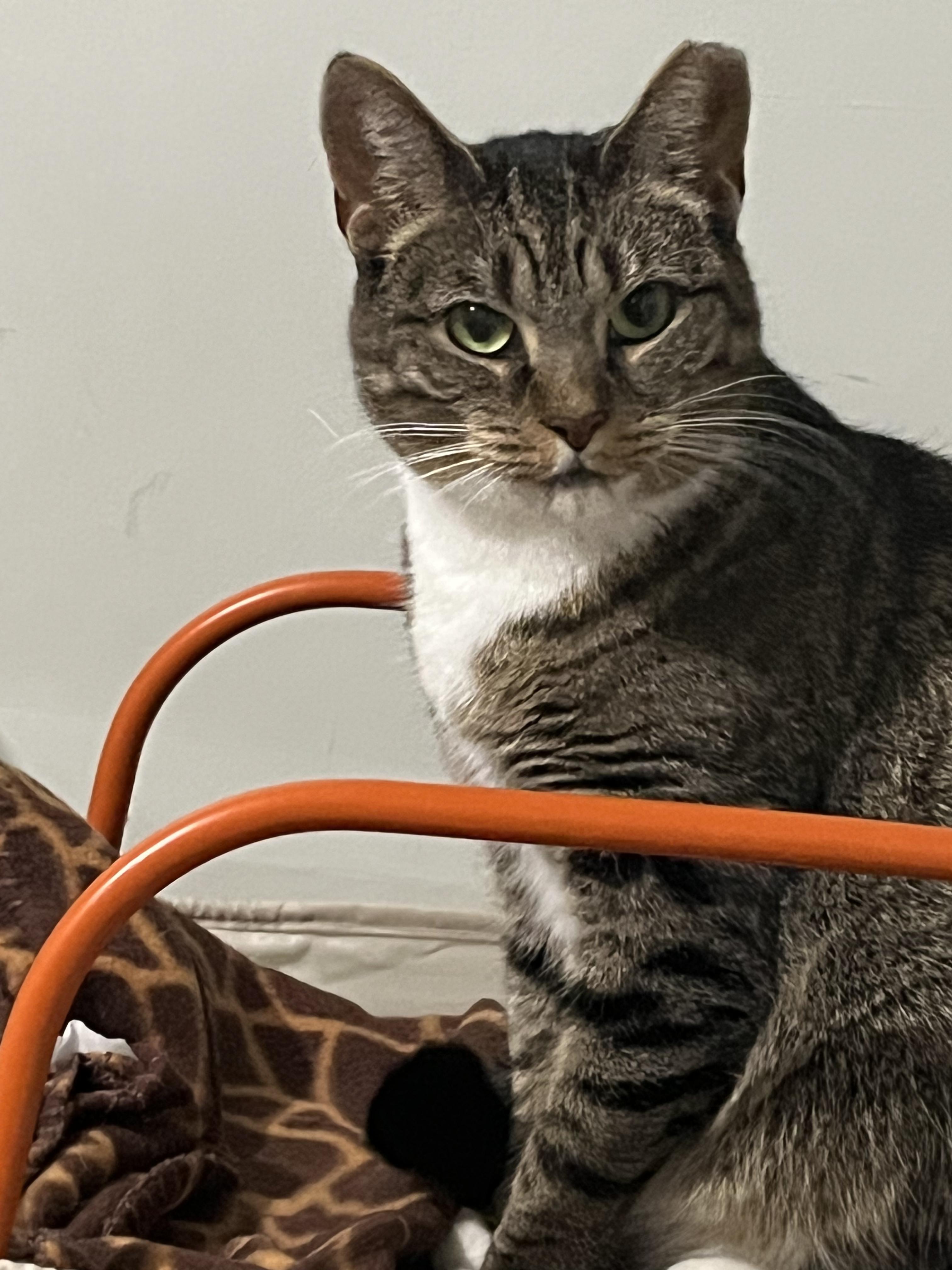 Enlarge Kori, a Adoptable mixed breed in North Bergen, NJ image 1/3