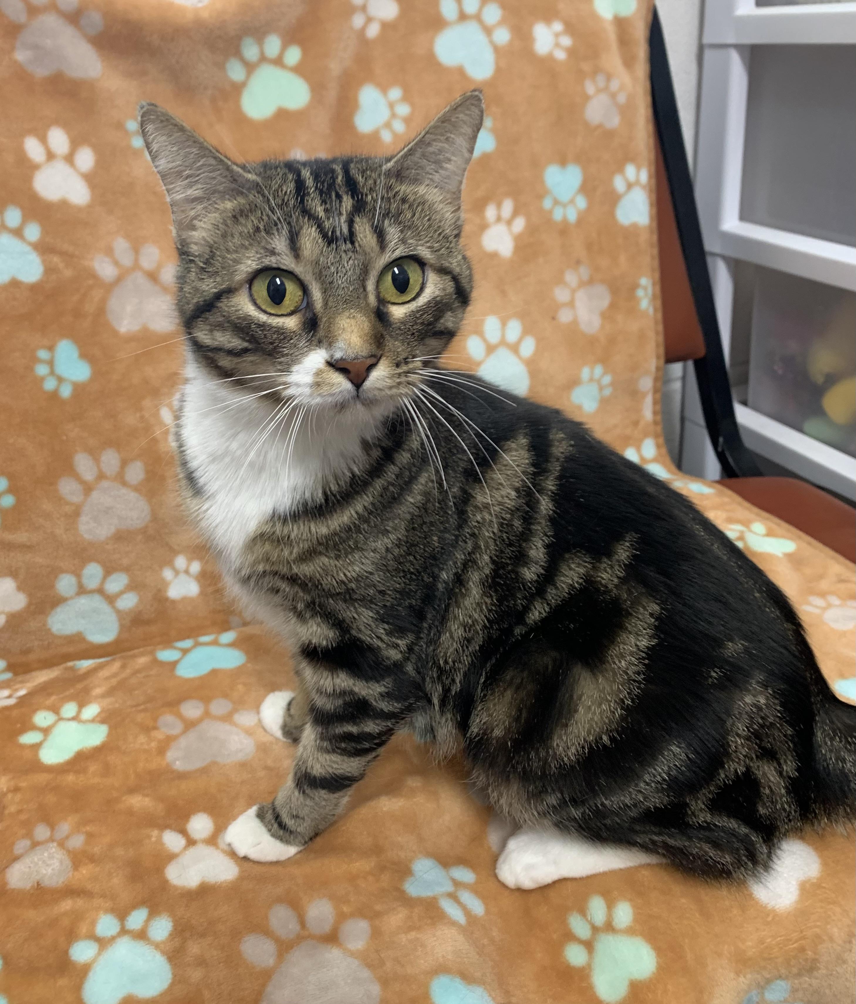 Dulcie, ADOPTABLE, Adult Female Domestic Short Hair.