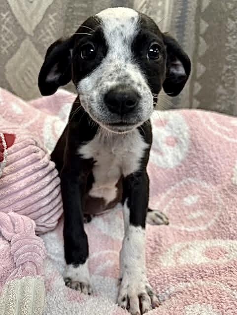 Dottie , an adopted Mixed Breed in Southaven , MS image 2/3