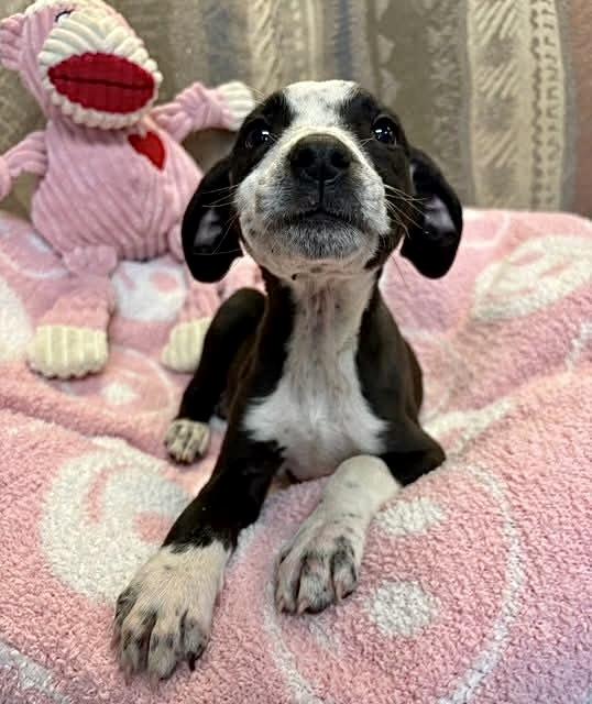 Dottie , an adopted Mixed Breed in Southaven , MS image 3/3