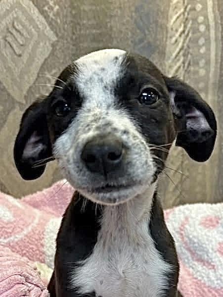 Dottie , an adopted Mixed Breed in Southaven , MS image 1/3