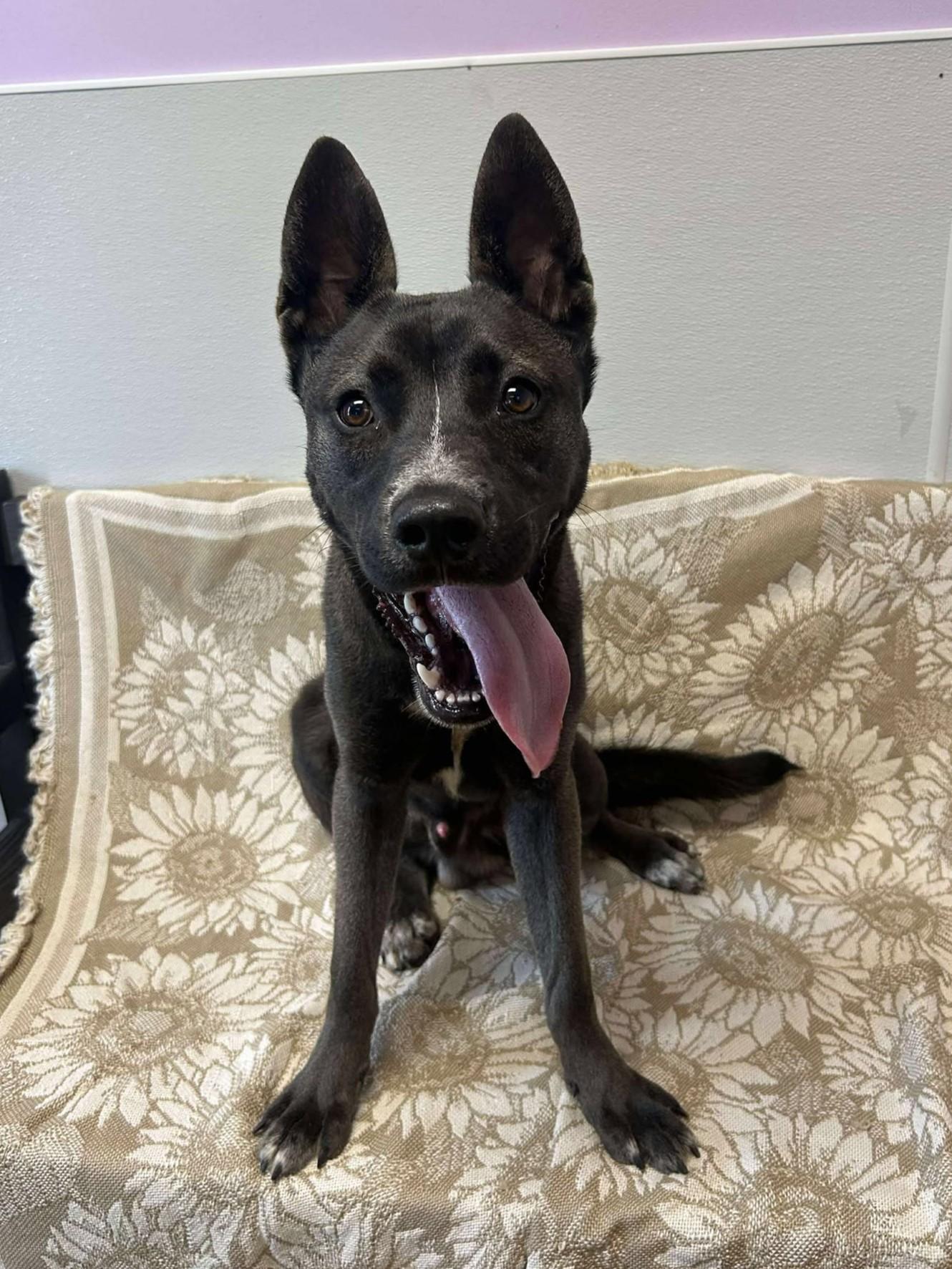 Knox, Adult Male Belgian Shepherd / Malinois