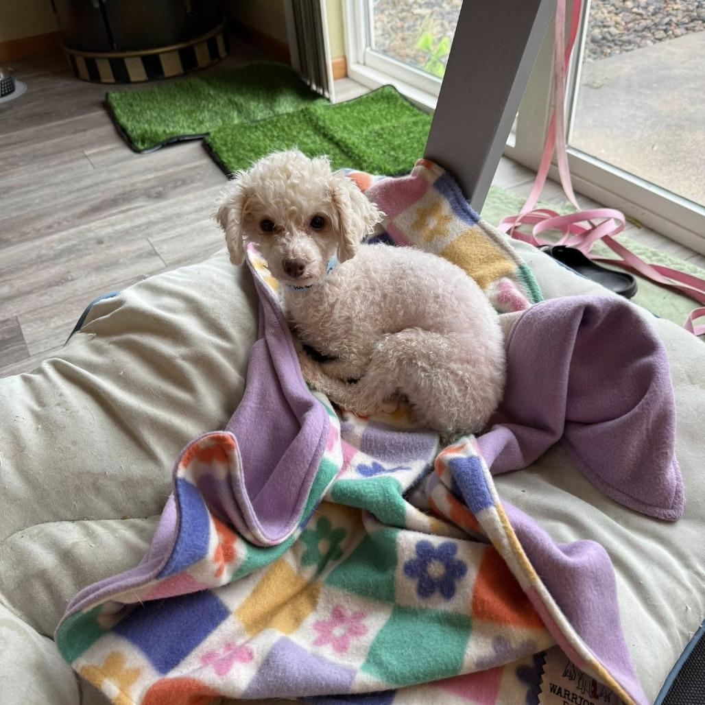 Madison, Adoptable, Adult Female Miniature Poodle.