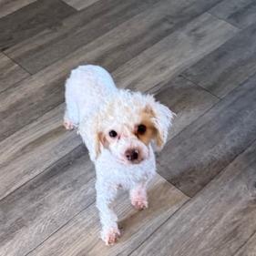 Enlarge Madison, a Adoptable Miniature Poodle in Chaska, MN image 2/5