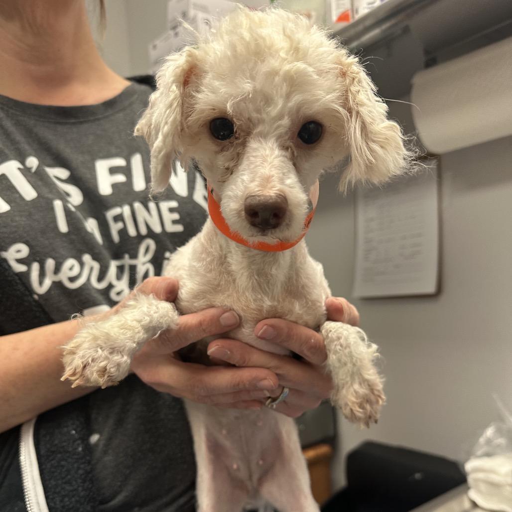 Enlarge Madison, a Adoptable Miniature Poodle in Chaska, MN image 3/5