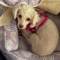Enlarge Madison, a Adoptable Miniature Poodle in Chaska, MN image 4/5