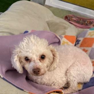 Enlarge Madison, a Adoptable Miniature Poodle in Chaska, MN image 5/5