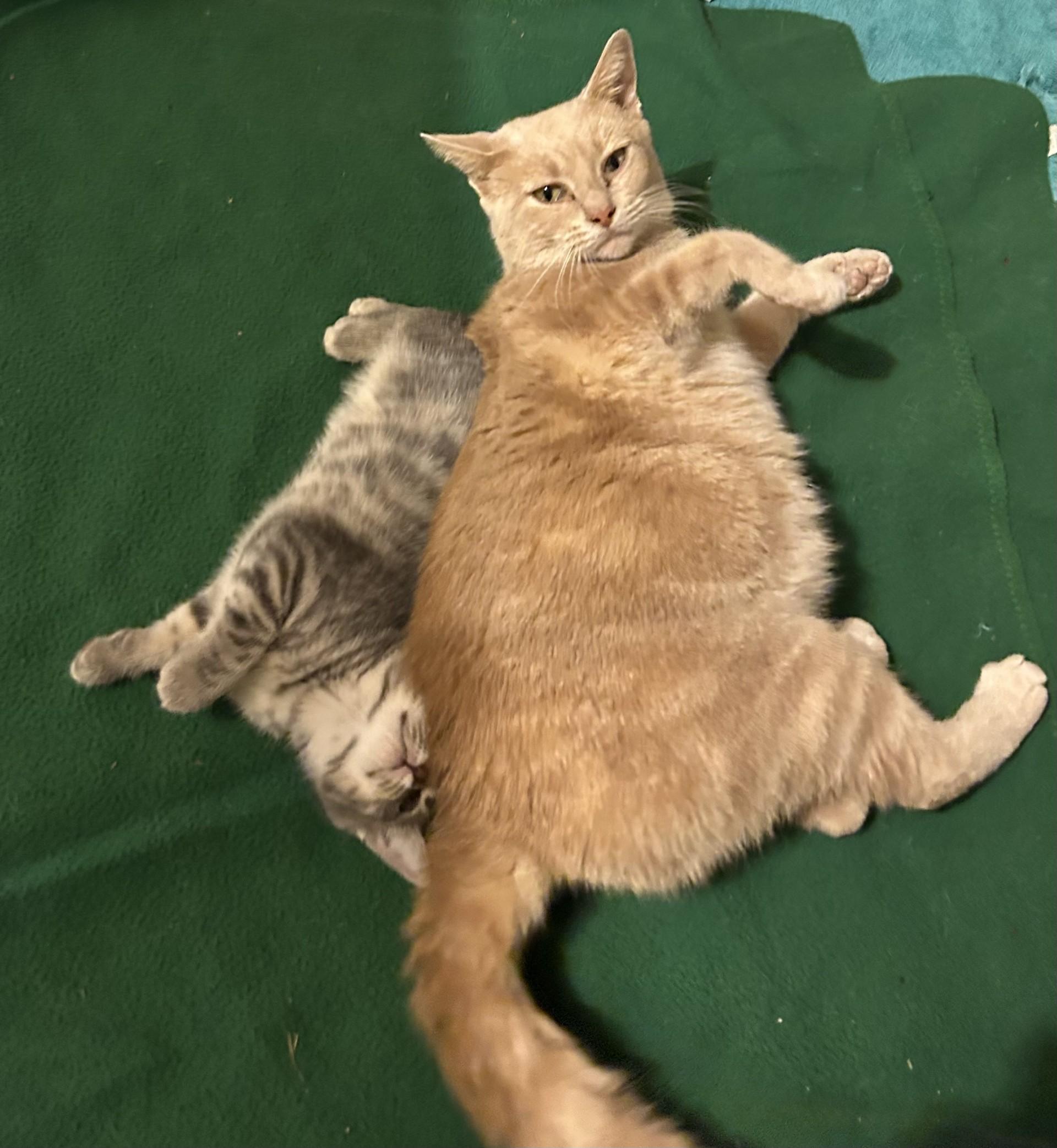 Enlarge Carol Brady, an adopted Domestic Short Hair in Floyd, VA image 3/3