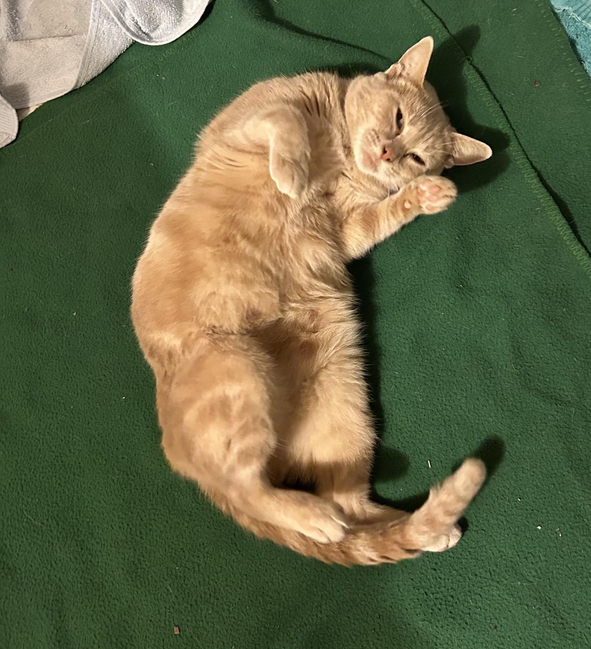 Enlarge Carol Brady, an adopted Domestic Short Hair in Floyd, VA image 1/3