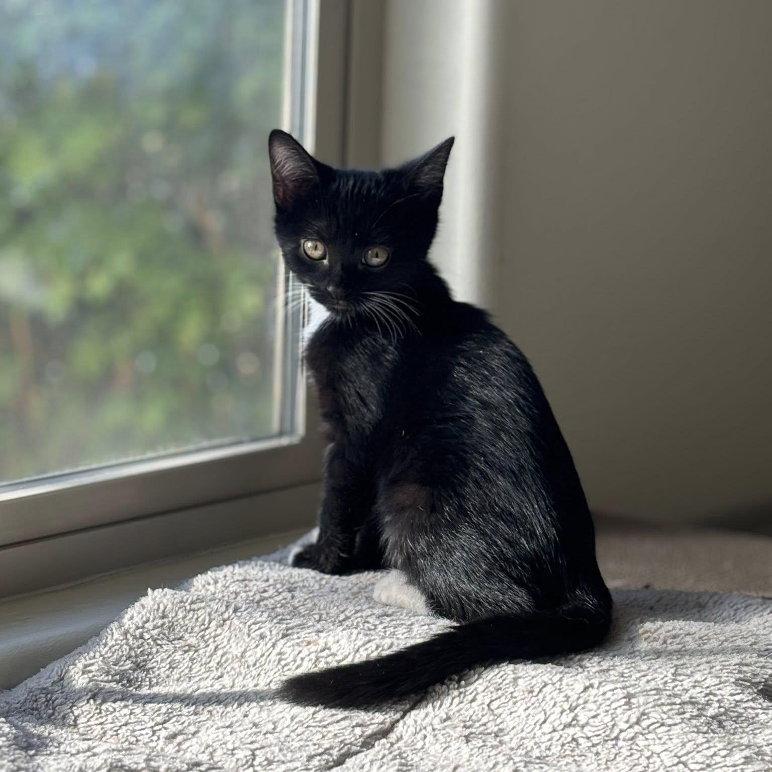 Candy, an adoptable Domestic Short Hair in Queen Creek, AZ image 1/5