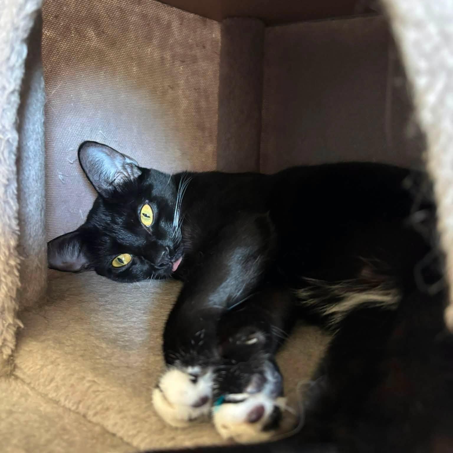 Candy, an adoptable Domestic Short Hair in Queen Creek, AZ image 3/5