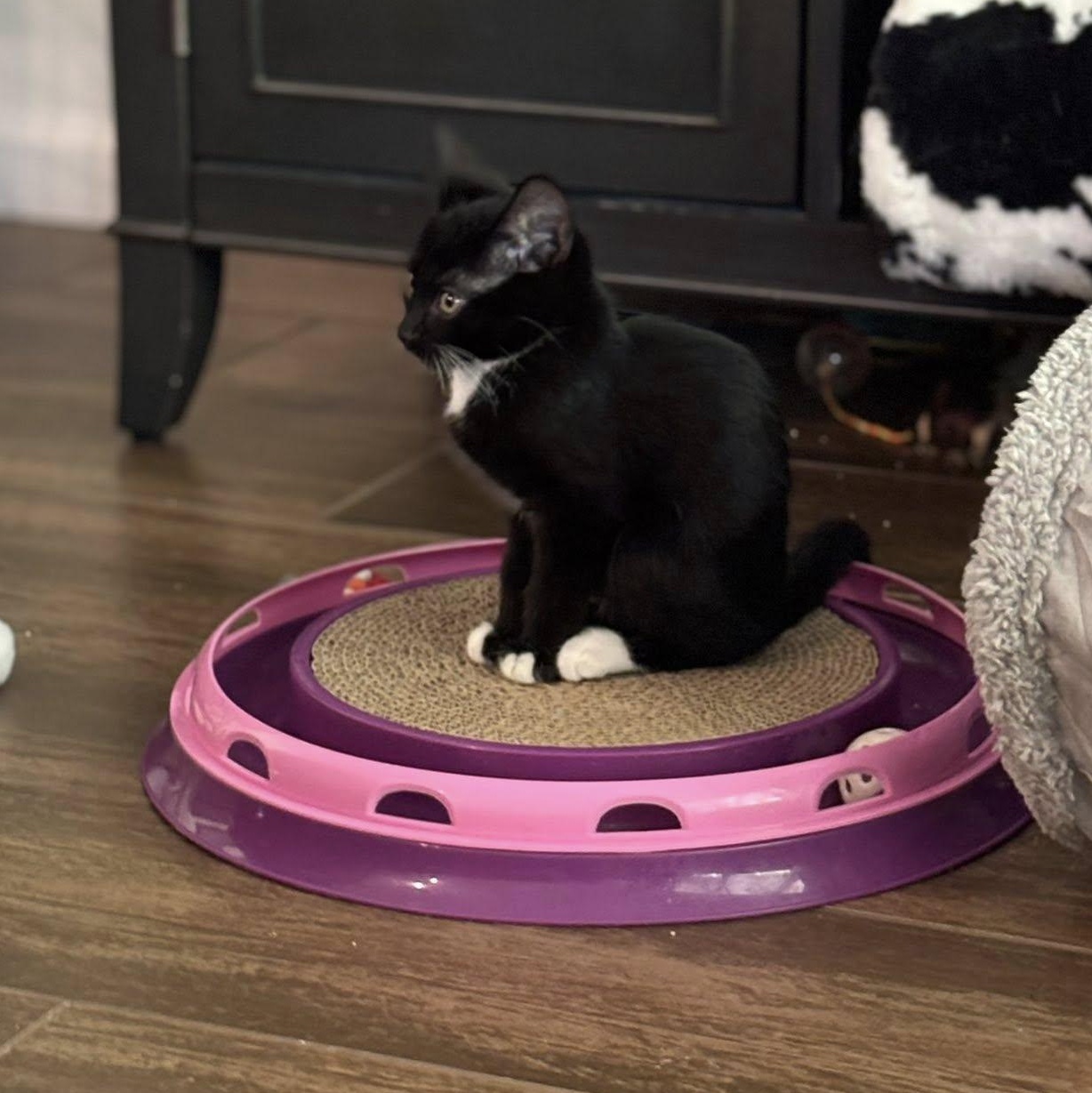 Candy, an adoptable Domestic Short Hair in Queen Creek, AZ image 3/5