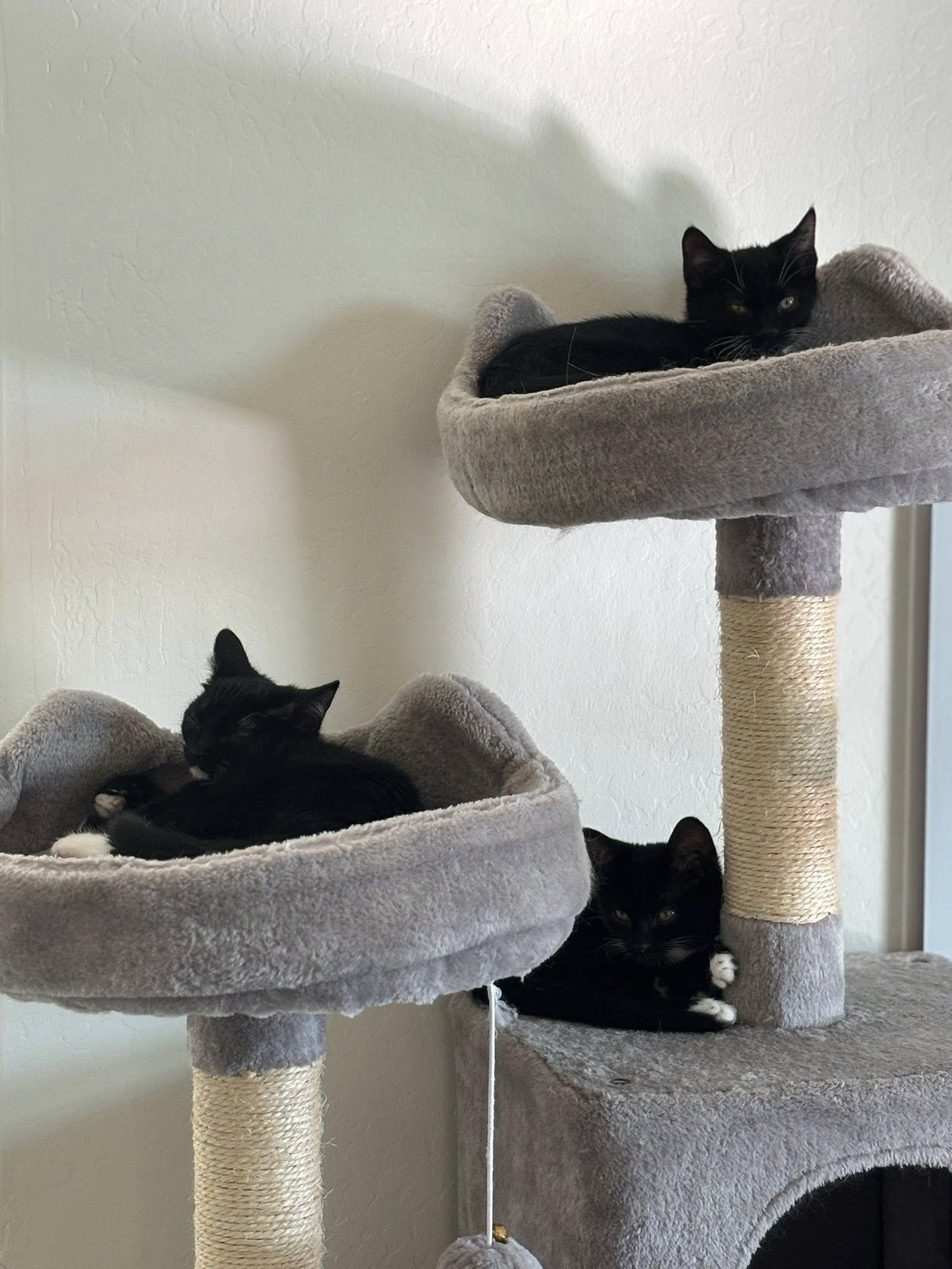 Candy, an adoptable Domestic Short Hair in Queen Creek, AZ image 5/5