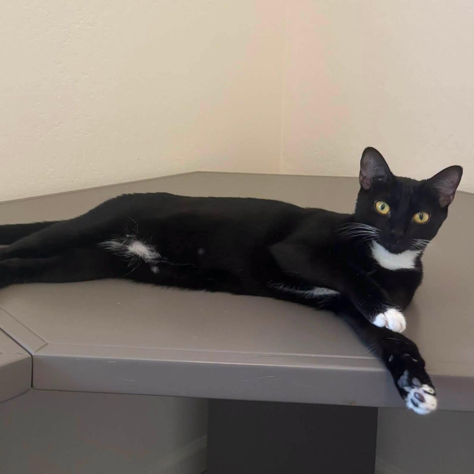Candy, an adoptable Domestic Short Hair in Queen Creek, AZ image 4/5