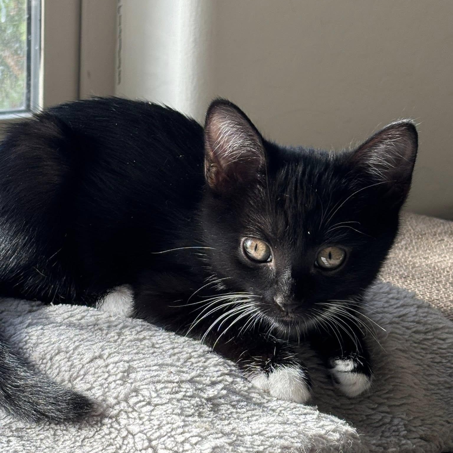 Candy, an adoptable Domestic Short Hair in Queen Creek, AZ image 2/5