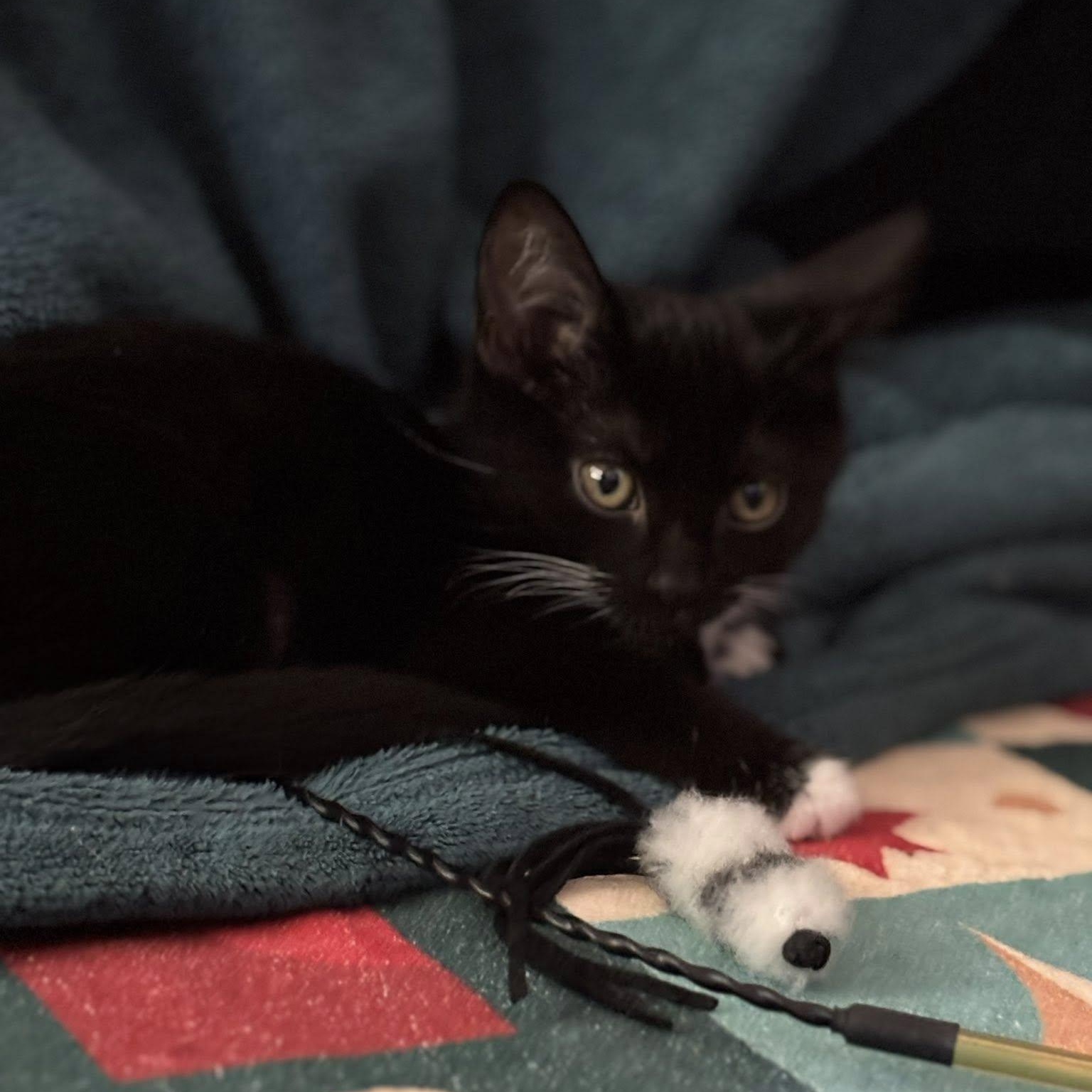 Candy, an adoptable Domestic Short Hair in Queen Creek, AZ image 4/5