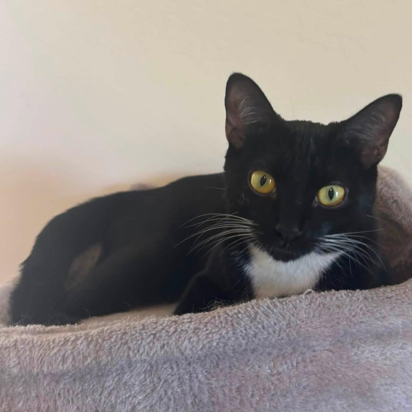 Candy, adoptable, Kitten Female Domestic Short Hair.