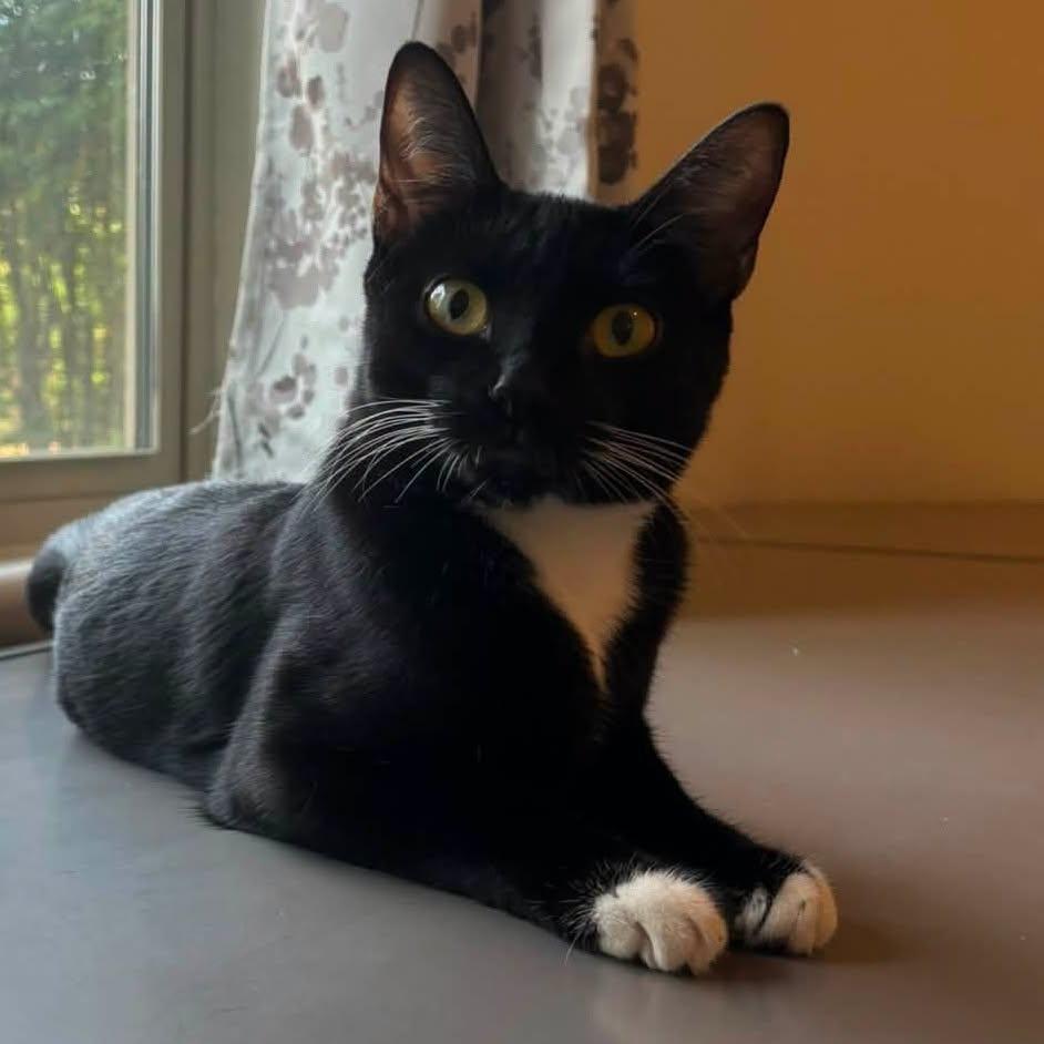 Candy, an adoptable Domestic Short Hair in Queen Creek, AZ image 2/5