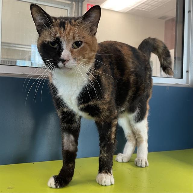 Enlarge ALICE, a Adoptable Domestic Short Hair in Centerville, MA image 1/1