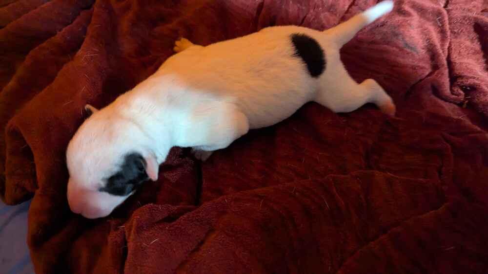 Enlarge Captain Morgan, a Adoptable mixed breed in Grand Rapids, MI image 1/3