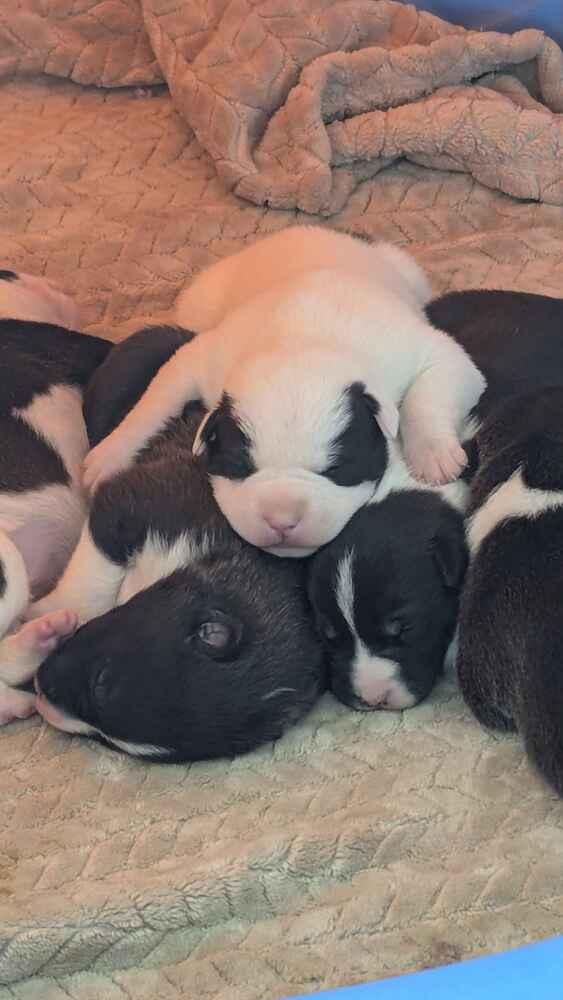 Enlarge Captain Morgan, a Adoptable mixed breed in Grand Rapids, MI image 2/3