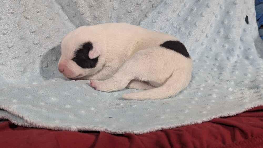 Enlarge Captain Morgan, a Adoptable mixed breed in Grand Rapids, MI image 3/3