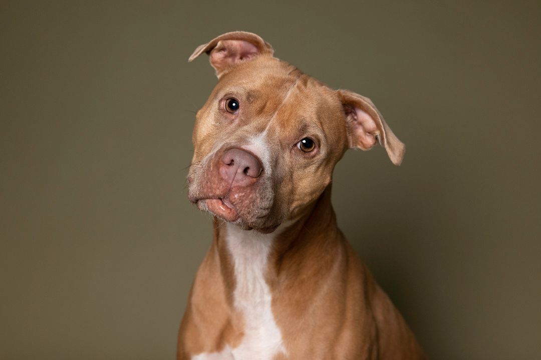 Loca, a Adoptable mixed breed in Hawk Point, MO image 1/6