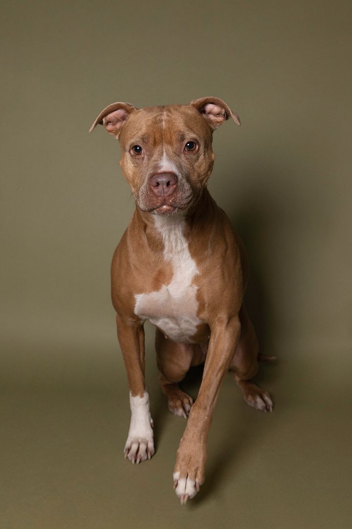 Loca, a Adoptable mixed breed in Hawk Point, MO image 2/6